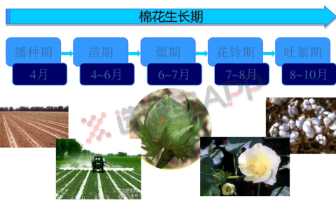棉花：产业链基本面供需分析
