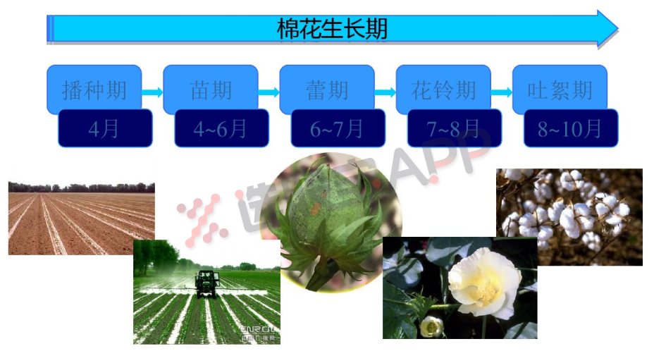 棉花：产业链基本面供需分析