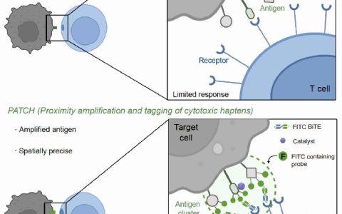 我国科研人员开发可用于癌症免疫治疗的“纳米标记机器人”