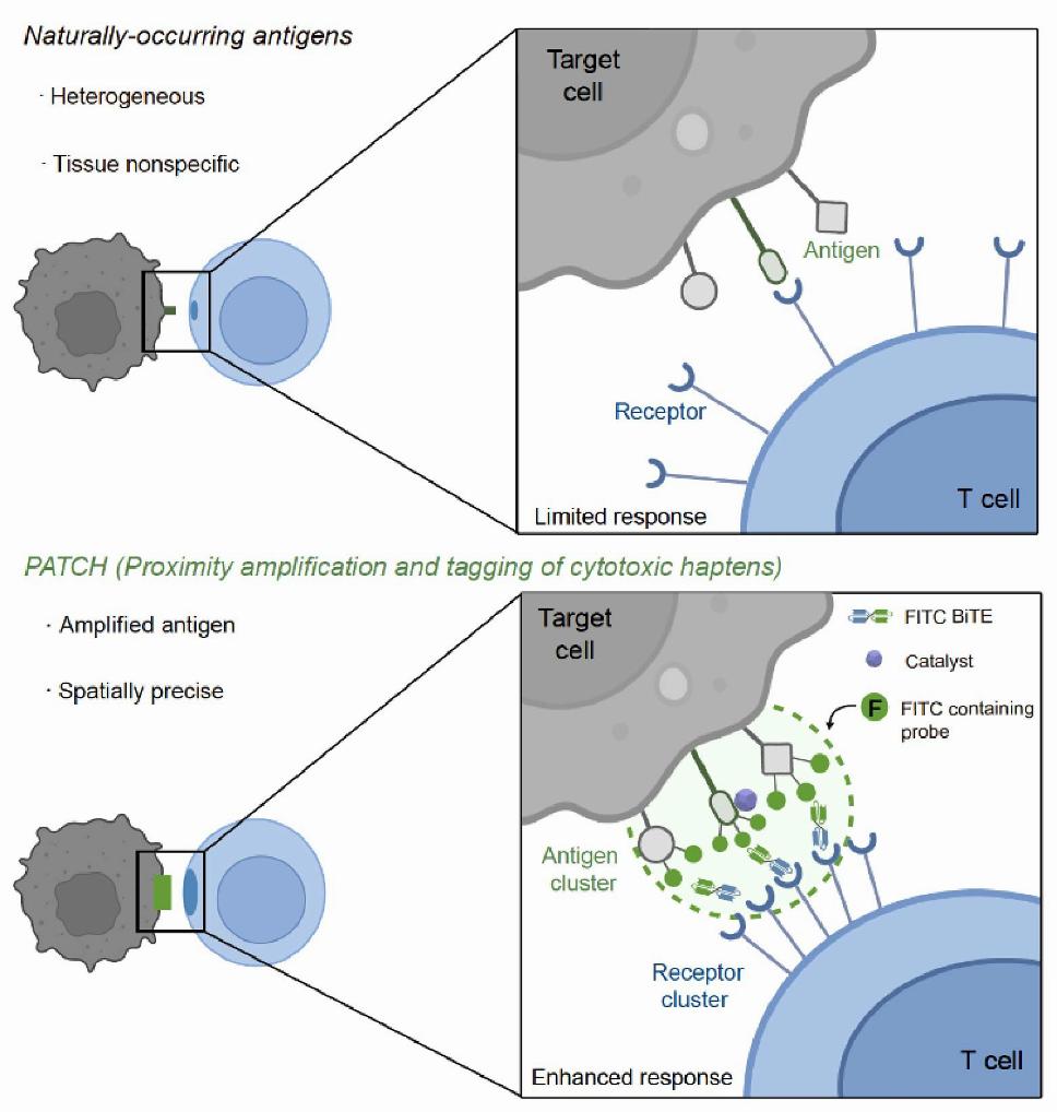 我国科研人员开发可用于癌症免疫治疗的“纳米标记机器人”